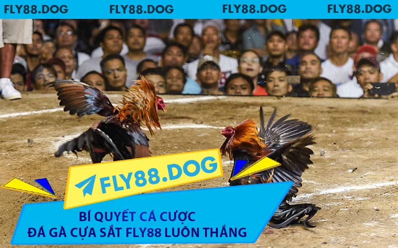 Bí Quyết Cá Cược Đá Gà Cựa Sắt FLY88 Luôn Thắng