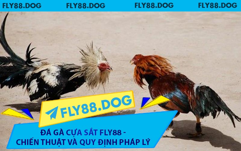 Đá Gà Cựa Sắt FLY88 - Chiến Thuật Và Quy Định Pháp Lý