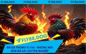 Đá Gà Thomo FLY88 - Những Nơi Xem Đá Gà Chuyên Nghiệp