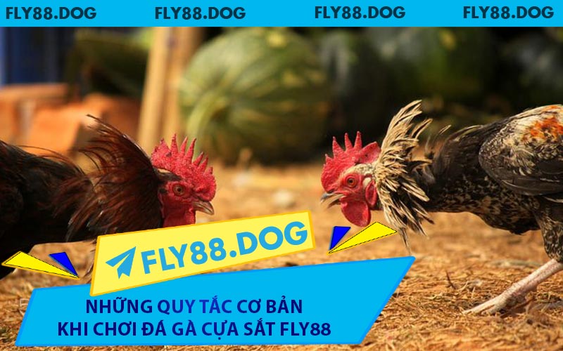 Những Quy Tắc Cơ Bản Khi Chơi Đá Gà Cựa Sắt FLY88