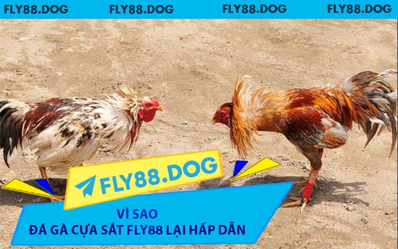 Vì Sao Đá Gà Cựa Sắt FLY88 Lại Hấp Dẫn